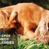 Dog Allergies 1