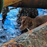 Dog rescued 135 miles out at sea 1