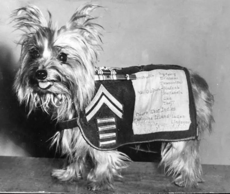 Dogs In History Smoky A Dedicated Soldier And The First Therapy Dog