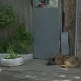 dog gets kicked out