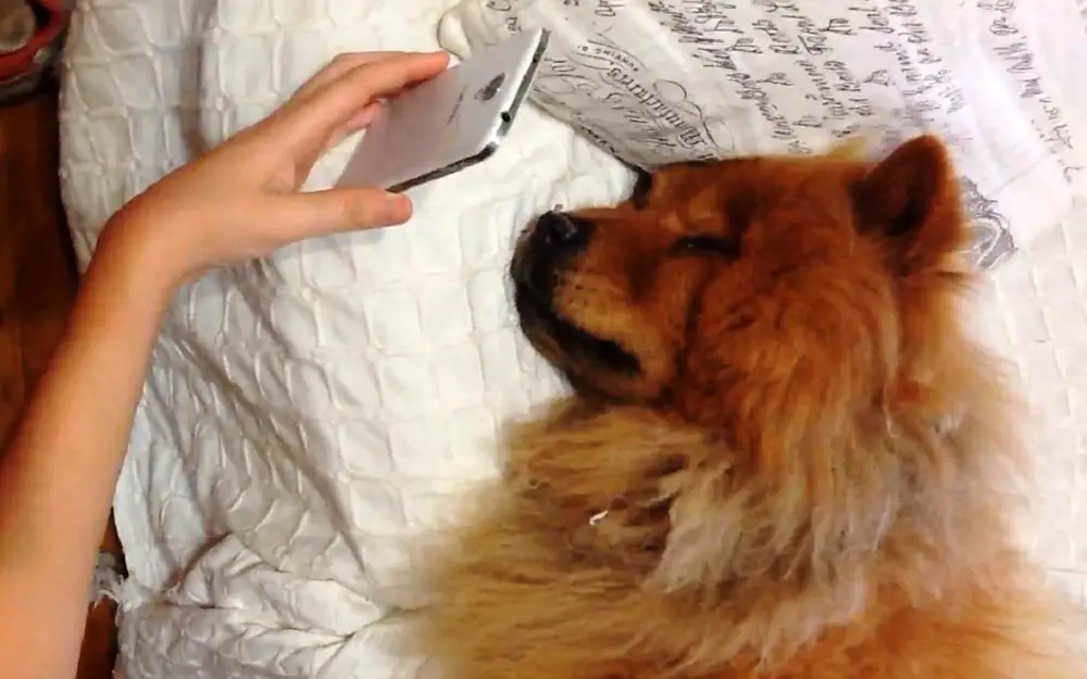 dog on video call with mom
