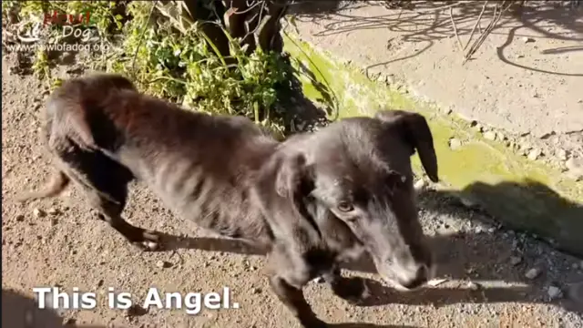 dog rescue angel
