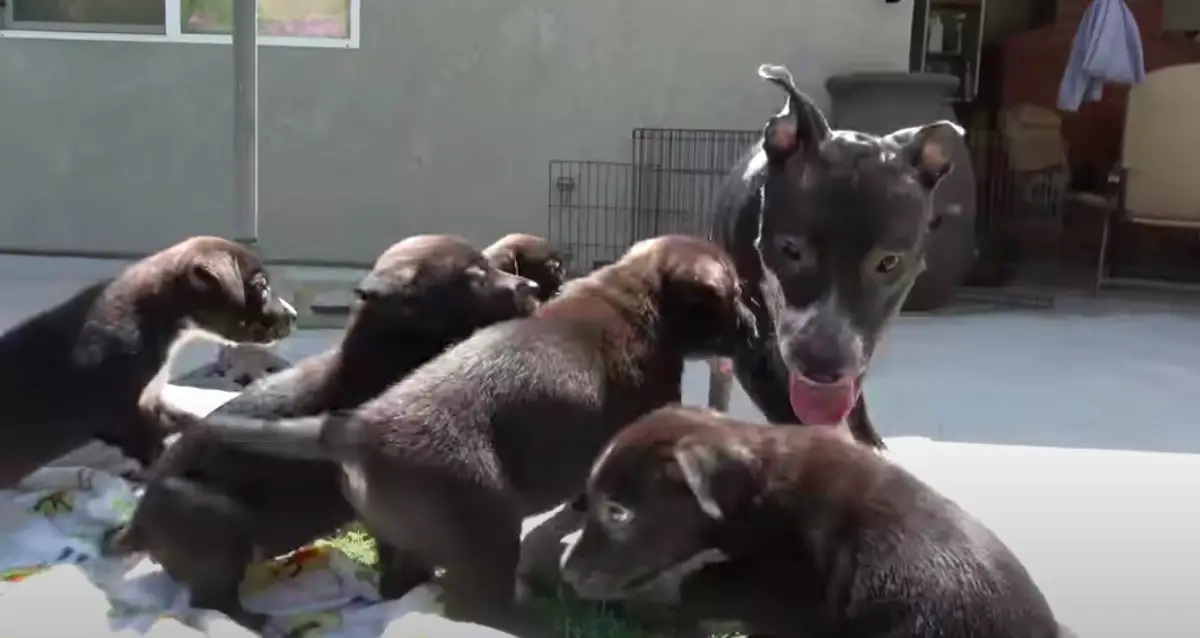 dog rescue video