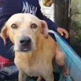 dog rescued in Mexico flood