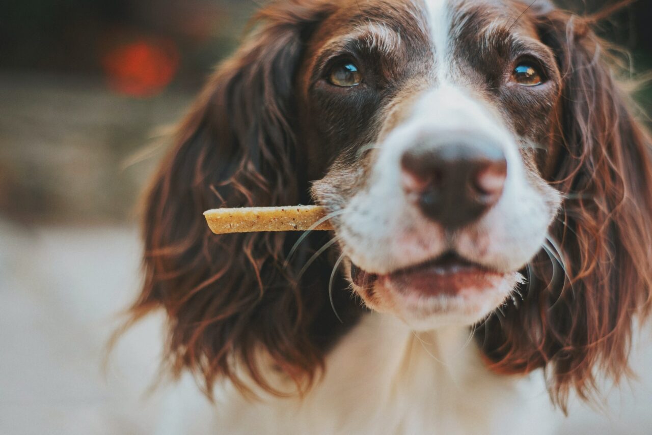 https://ilovemydogsomuch.com/wp-content/uploads/2021/08/dog-treats-dog-with-biscuit-1280x855.jpg