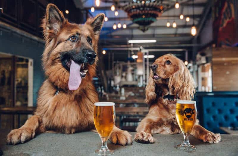 https://ilovemydogsomuch.com/wp-content/uploads/2021/08/dogs-with-drinks.jpg