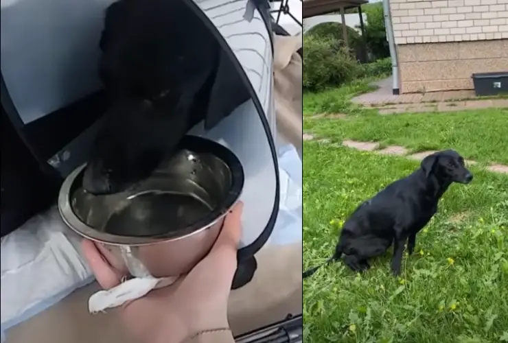 injured mother dog recovers for her puppies