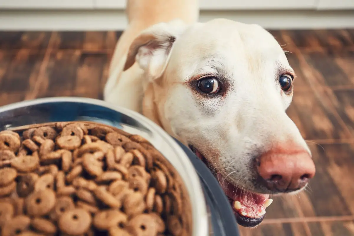 myths on dog food