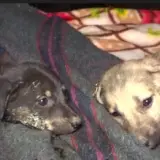 rescue puppies covered in tar featured