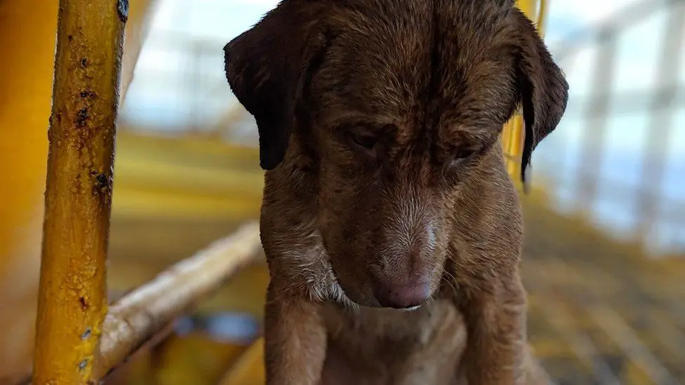 rescued dog in thailand