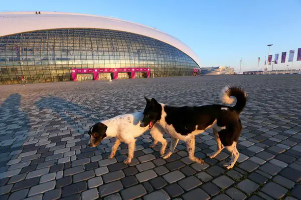 sochi stray dogs olympics