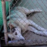animal shelter helps traumatized husky