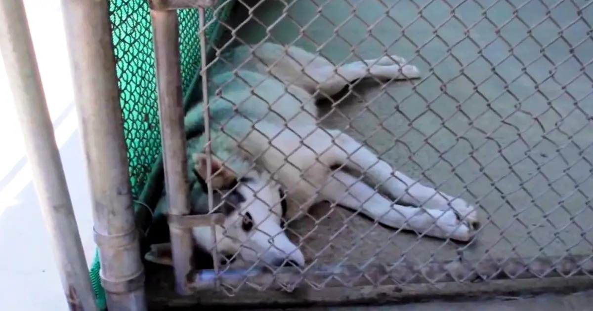 animal shelter helps traumatized husky