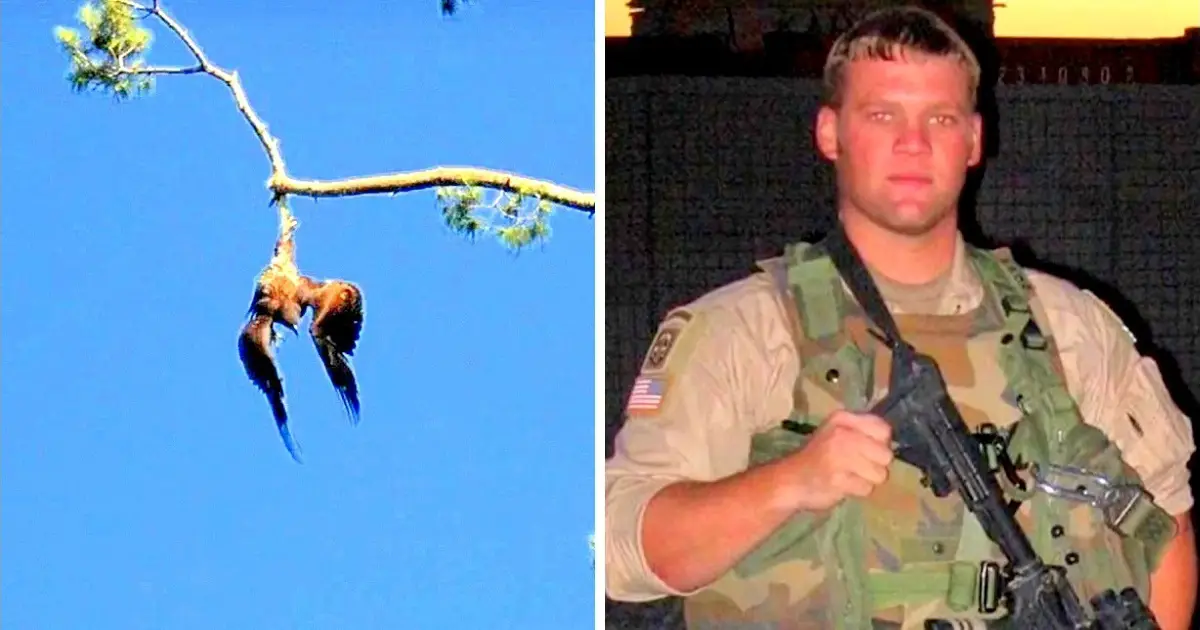 army veteran rescues eagle