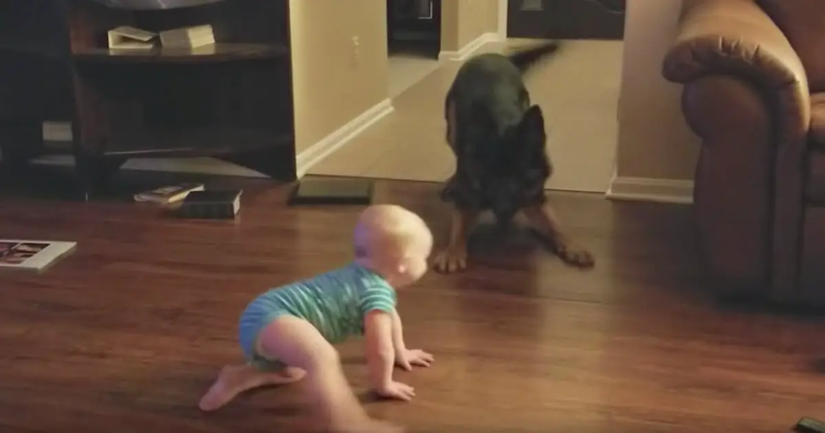 baby chasing dog