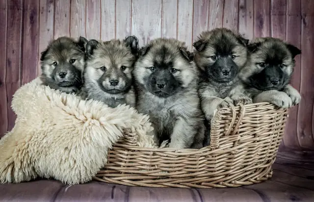 basket of puppies