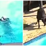 black labrador saves drowning dog