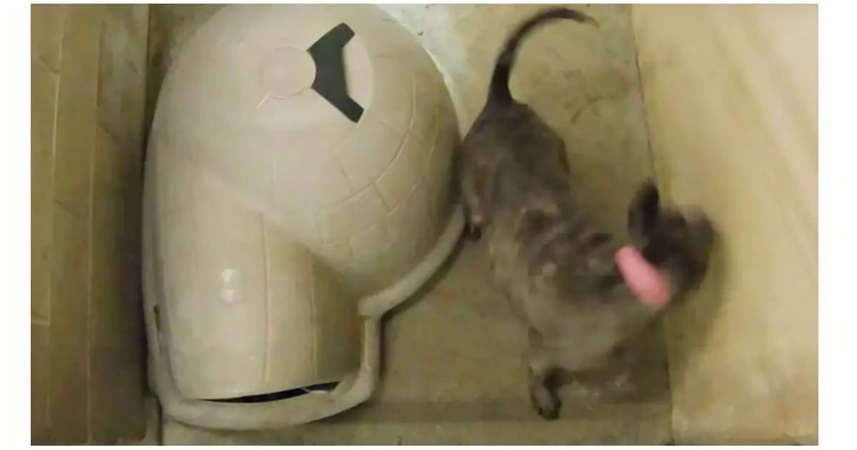 blind dog spinning in shelter kennel