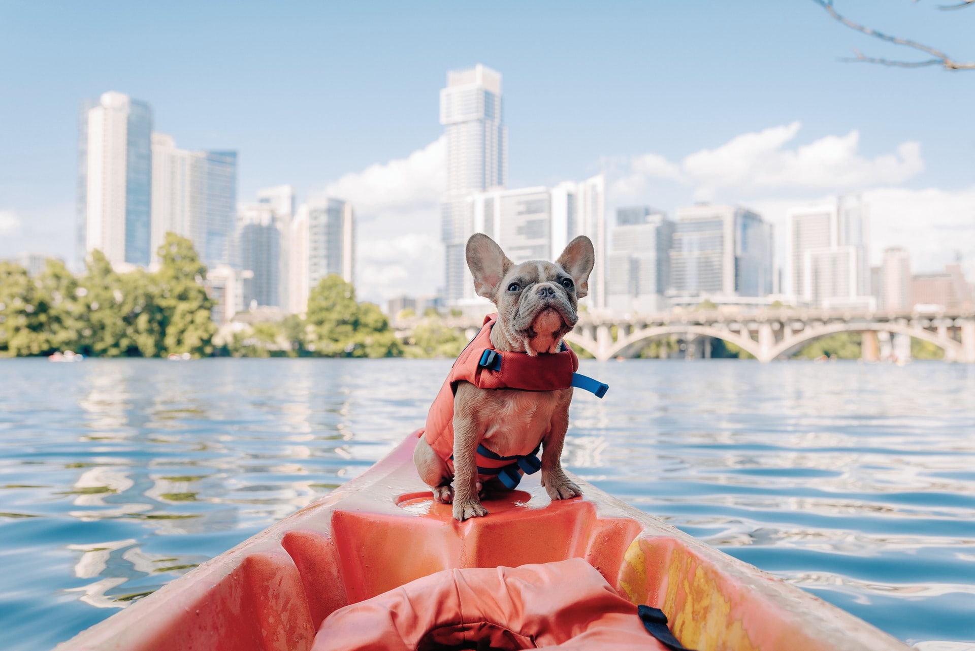 dog on kayak with life vest