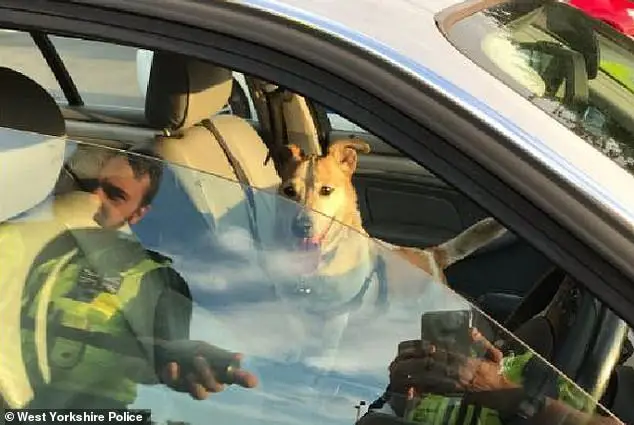 dog rescue story police smash car window