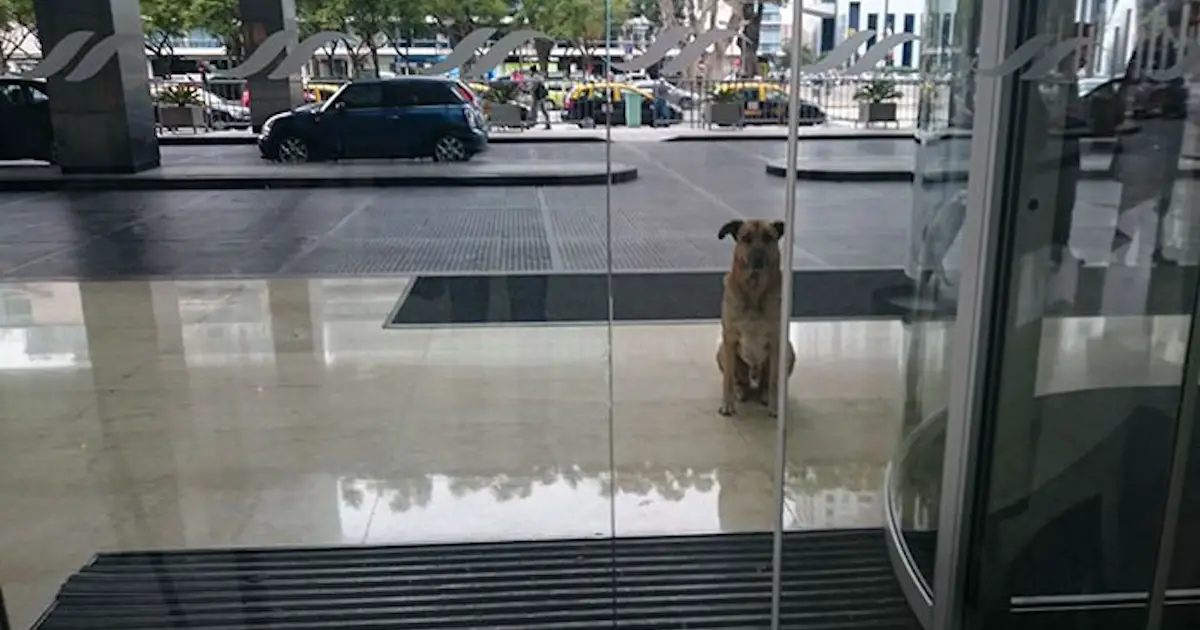 dog waits outside of hotel everyday