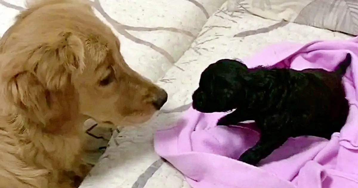 golden retriever gets puppy
