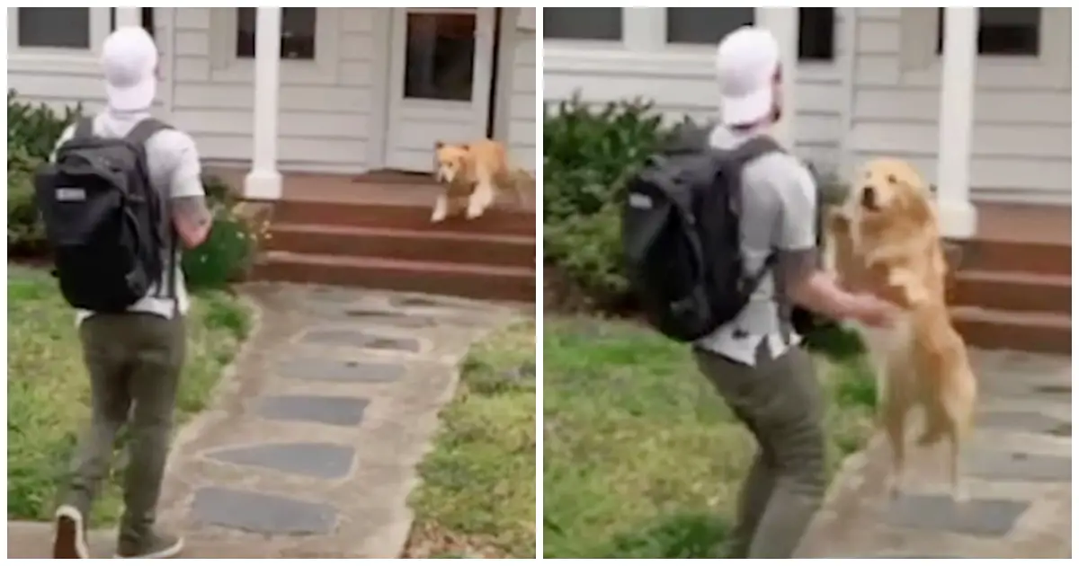golden retriever leaps to owner every day