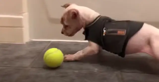 joan jet deaf dog playing ball