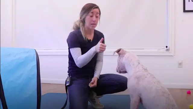 joan jet deaf dog training