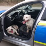 lost dogs enter police car
