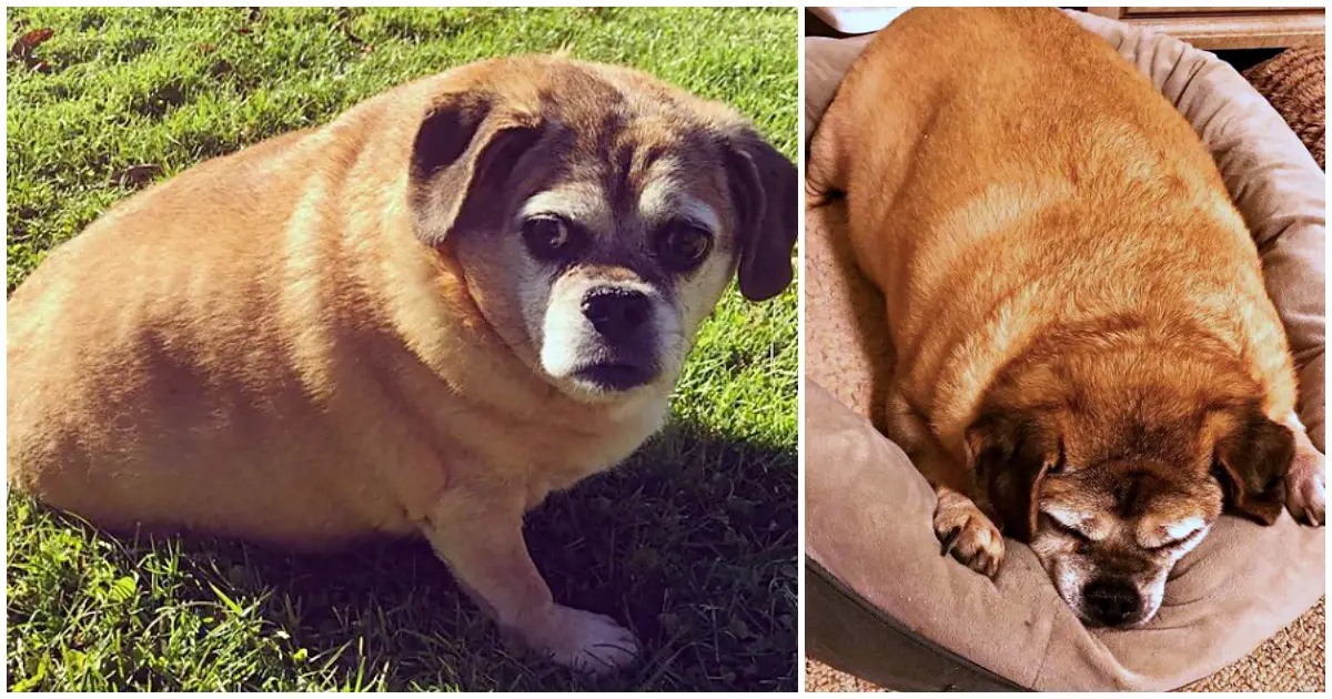 obese dog sheds weight
