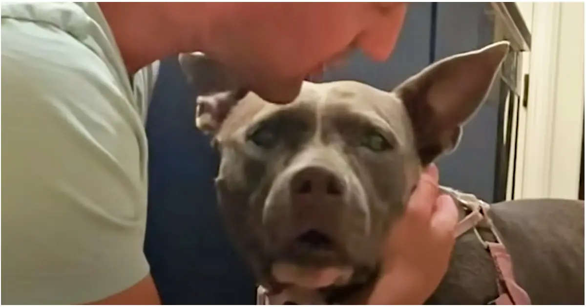 pit bull finally gets a forever home