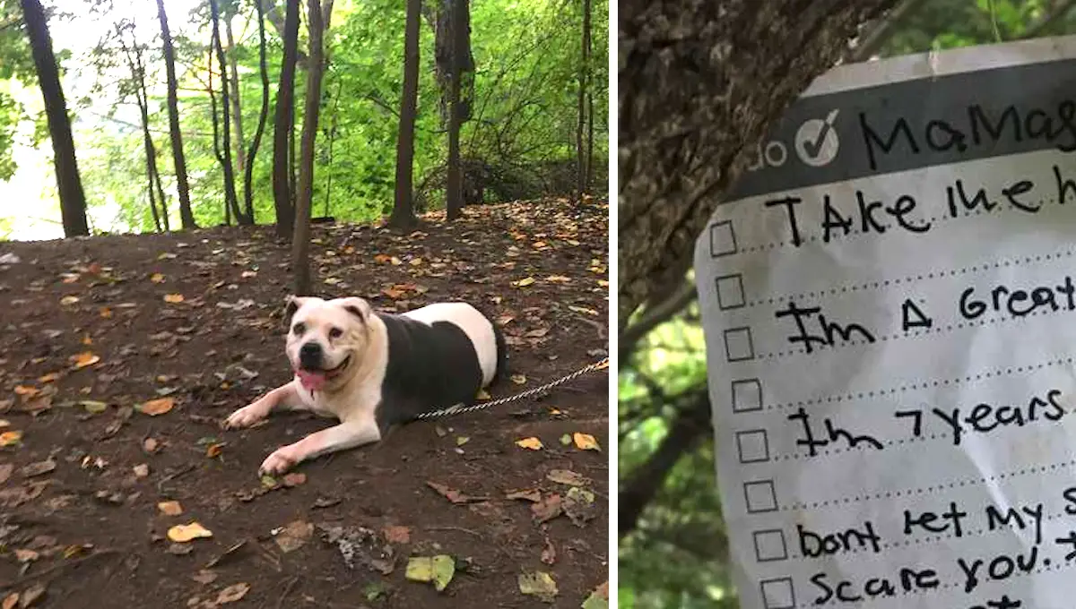 pit bull found tied to a tree