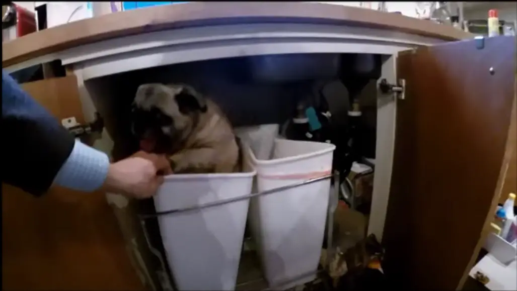 pug makes a huge mess in the compost