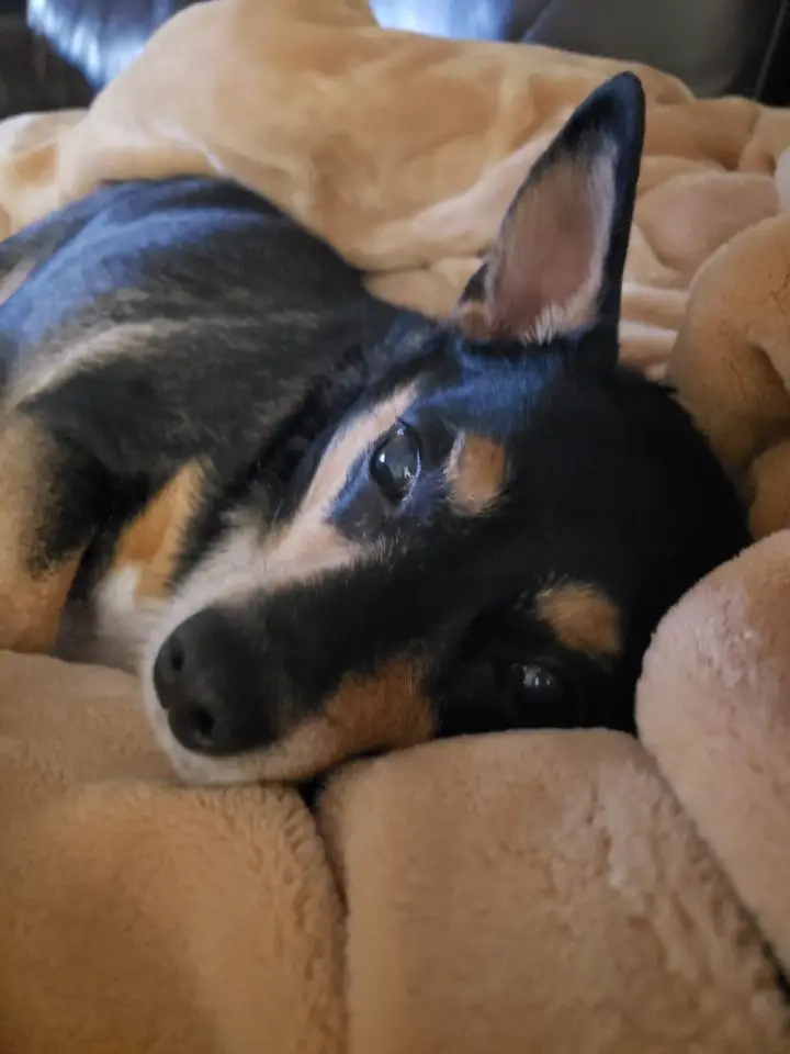 roscoe dog for adoption