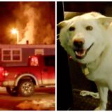 service dog saved owner from fire