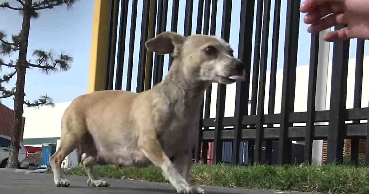 stray dog leads rescuers to puppies