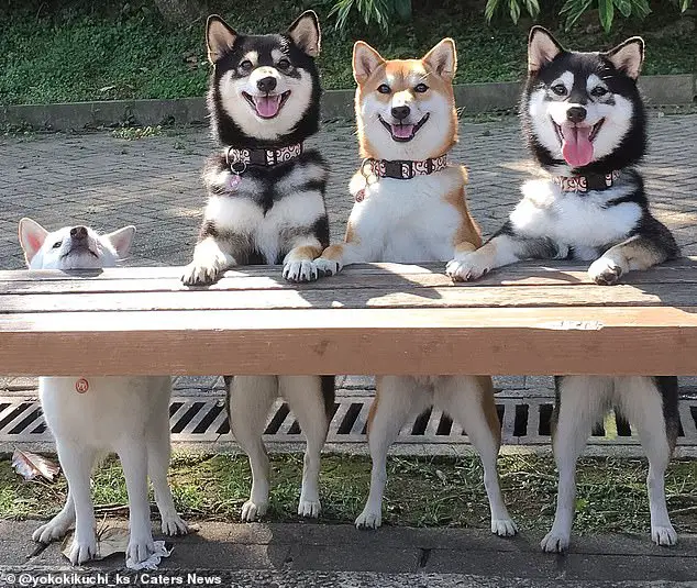 Shiba Inu Flashes Goofy Grins & Silly Faces Every Time Dog Mom Snaps A  Photo | I Love My Dog So Much