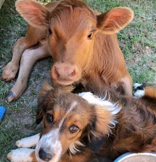 Failed Cattle Dog Meets Disabled Calf And Decides To Be Her New Caretaker |  I Love My Dog So Much