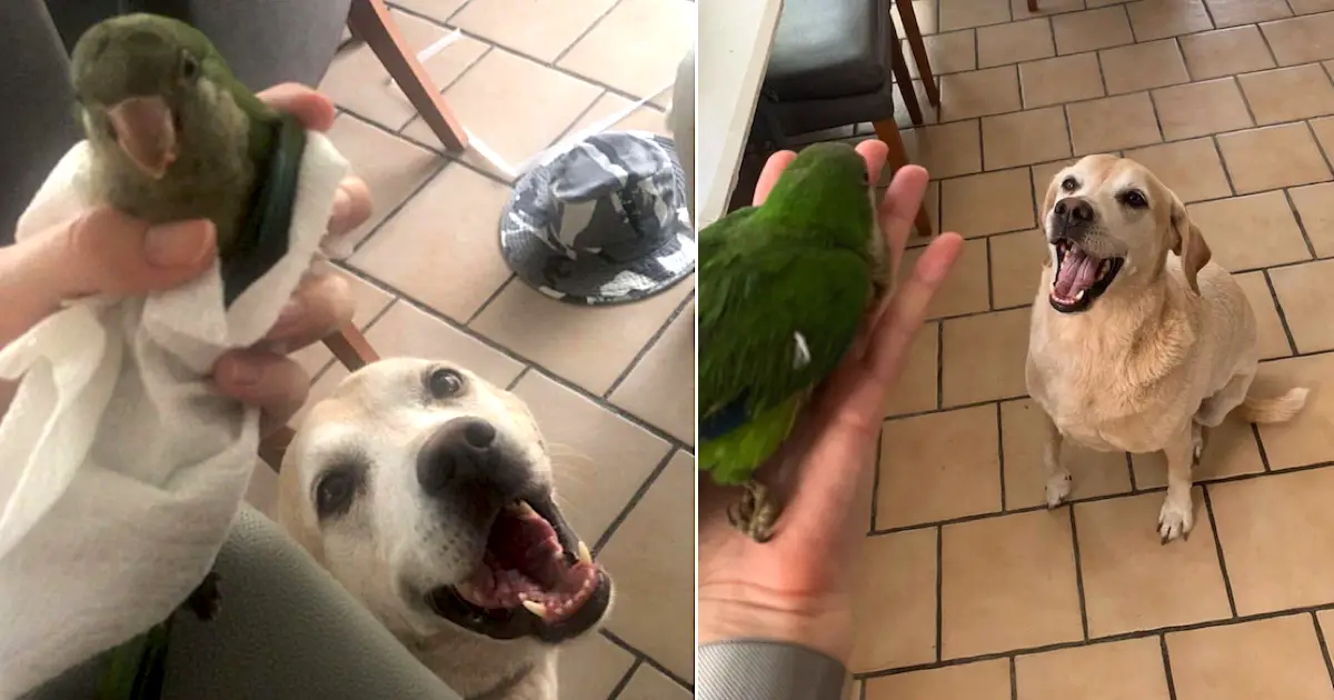 bird and dog friends