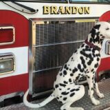 chiefthedalmatian firefighter dogs