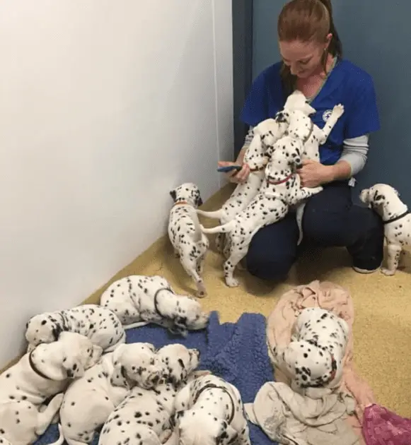 dalamatian puppies at the vets