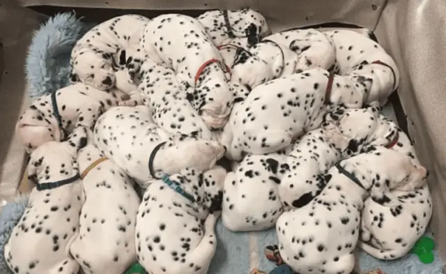 dalmatian puppies sleeping puppies
