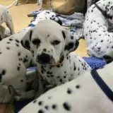 dalmation puppy looking