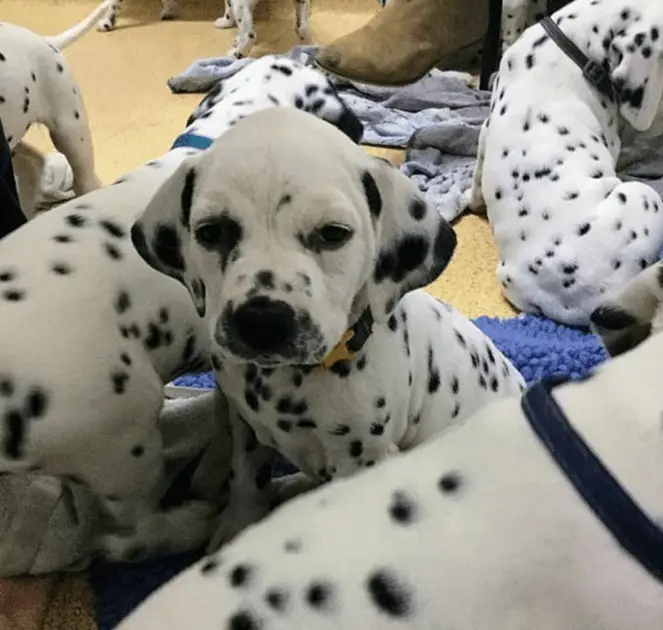 dalmation puppy looking