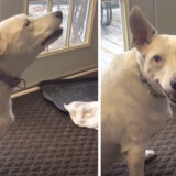 deaf dog tries to bark