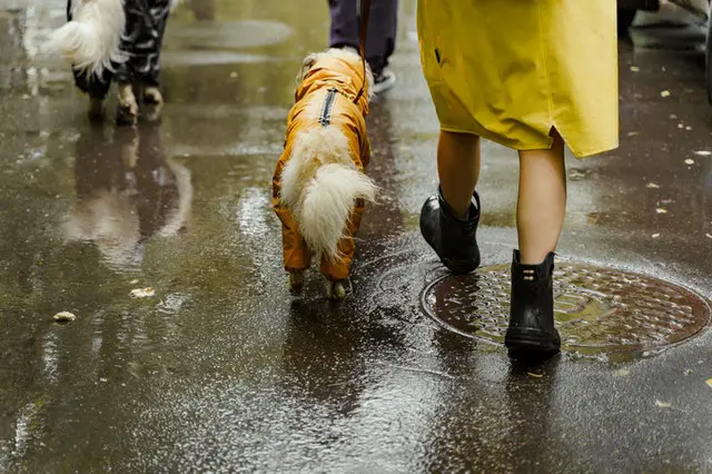 dog and owner walking in rain
