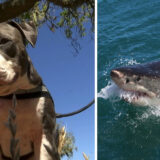 dog fights shark