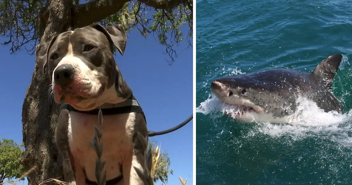 https://ilovemydogsomuch.com/wp-content/uploads/2021/10/dog-fights-shark.jpg