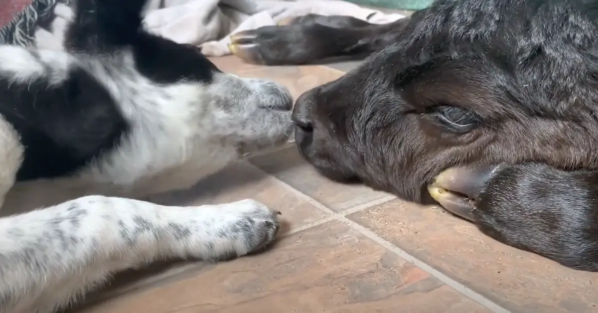 dog helps weak calf
